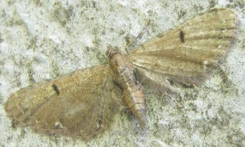 Eupithecia sp.